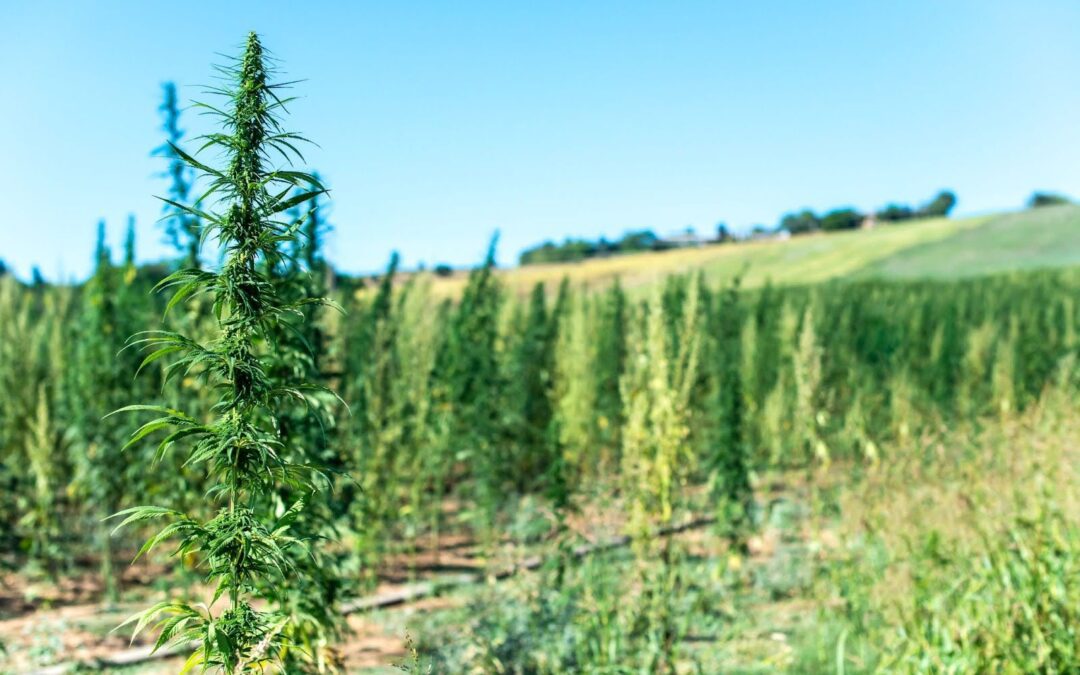 Growing Green: How Regenerative Cannabis Farms Elevate Purity — and Planet Health — in 2025